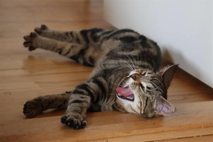 Huskat Emil billede 3