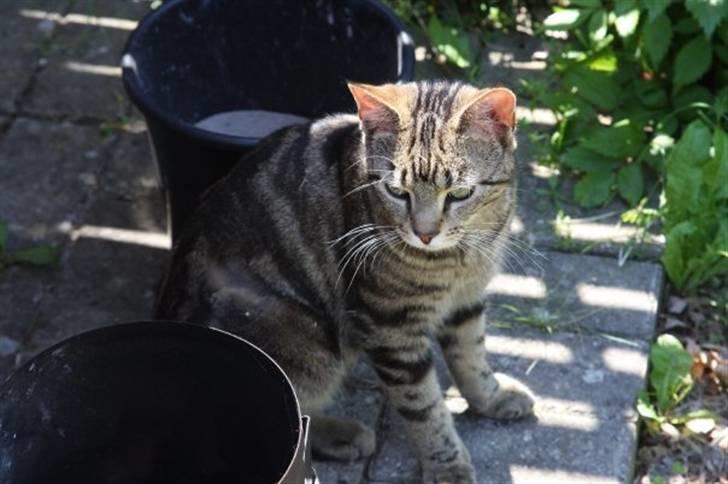 Huskat Emil billede 4