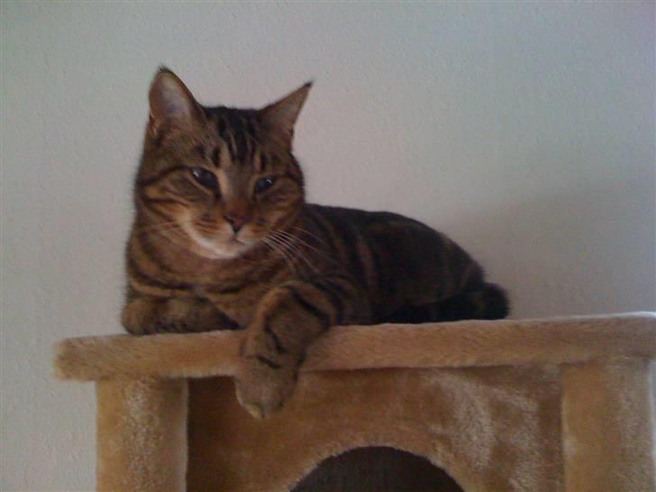 Huskat Emil billede 5