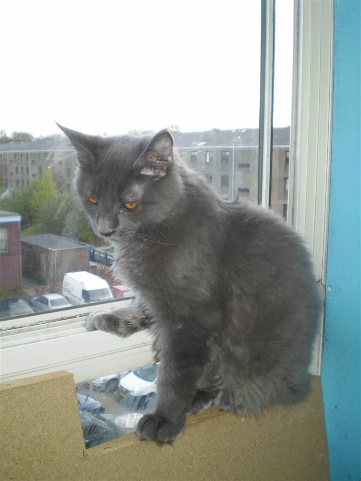 Maine Coon Buller R.I.P mors baby billede 19