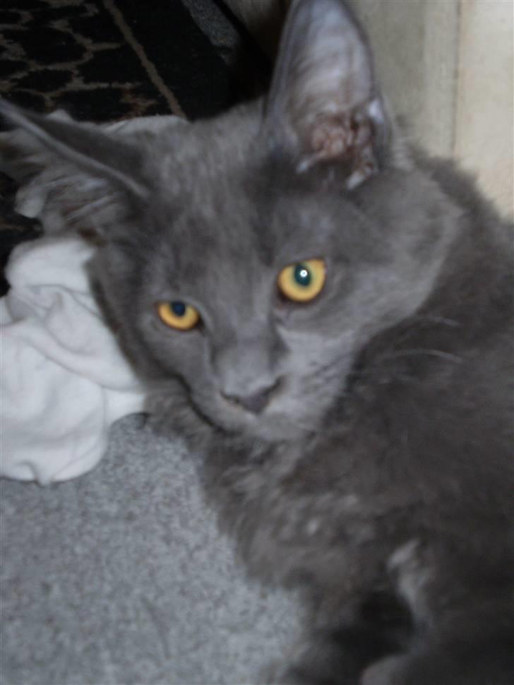 Maine Coon Buller R.I.P mors baby billede 20