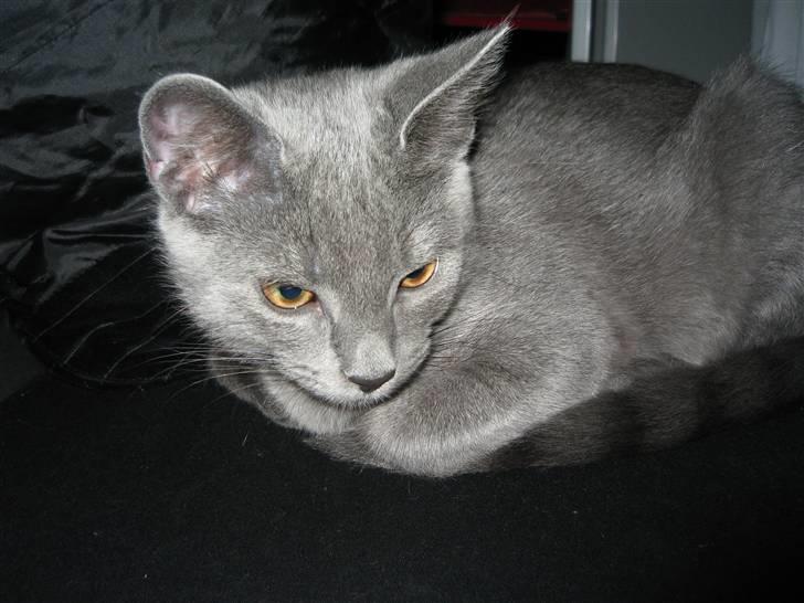 Blanding af racer Fiona billede 1