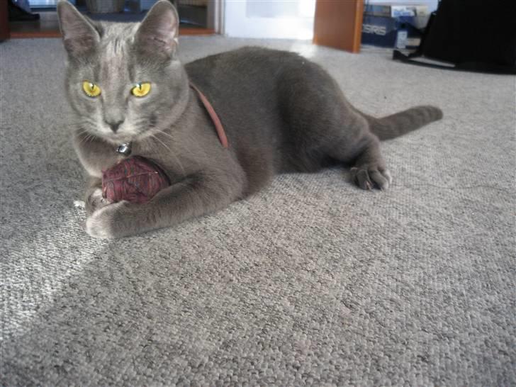 Blanding af racer Fiona billede 2