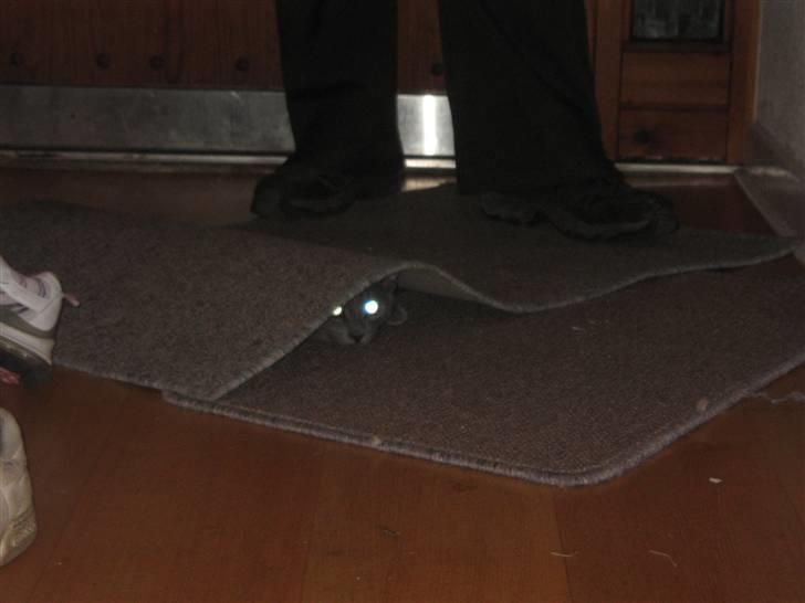 Blanding af racer Fiona - Hvem gemmer sig der under tæppet?? billede 3