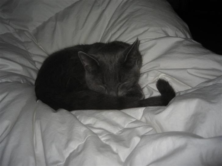 Blanding af racer Fiona - Putte-mis billede 4