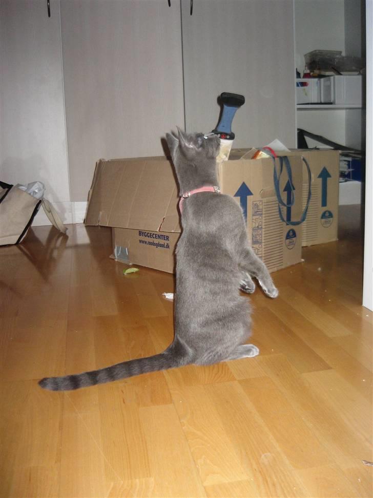 Blanding af racer Fiona - Sidder og prøver at ligne et desmerdyr... billede 5