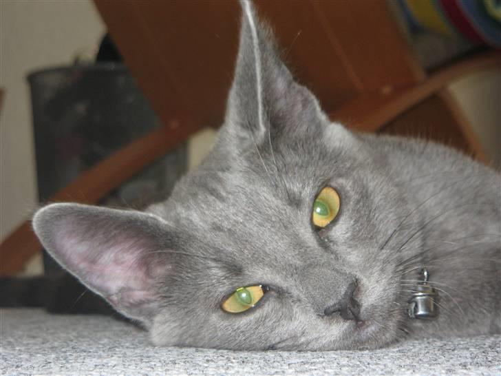 Blanding af racer Fiona billede 6