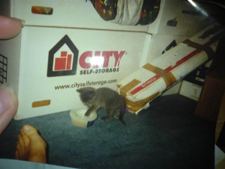 Blanding af racer Fiona - Fiona som killing, inden vi fik hende... billede 7