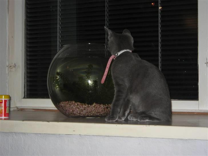 Blanding af racer Fiona - Fiona blev bedste venner med vores guldfisk... billede 8