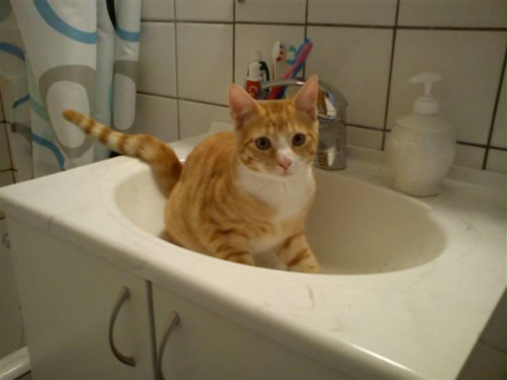 Blanding af racer Findus - Tjaa, Tossede kat. billede 4