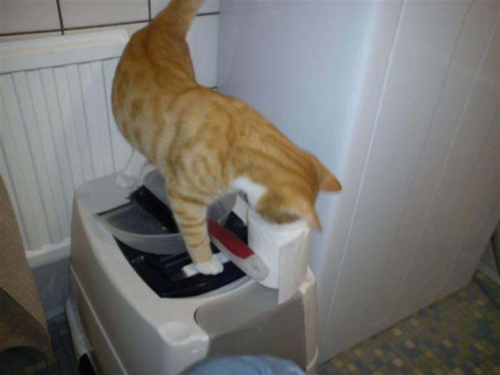 Blanding af racer Findus - Tja. En tosset kat der udforsker ALT på badevlærelset :) billede 6
