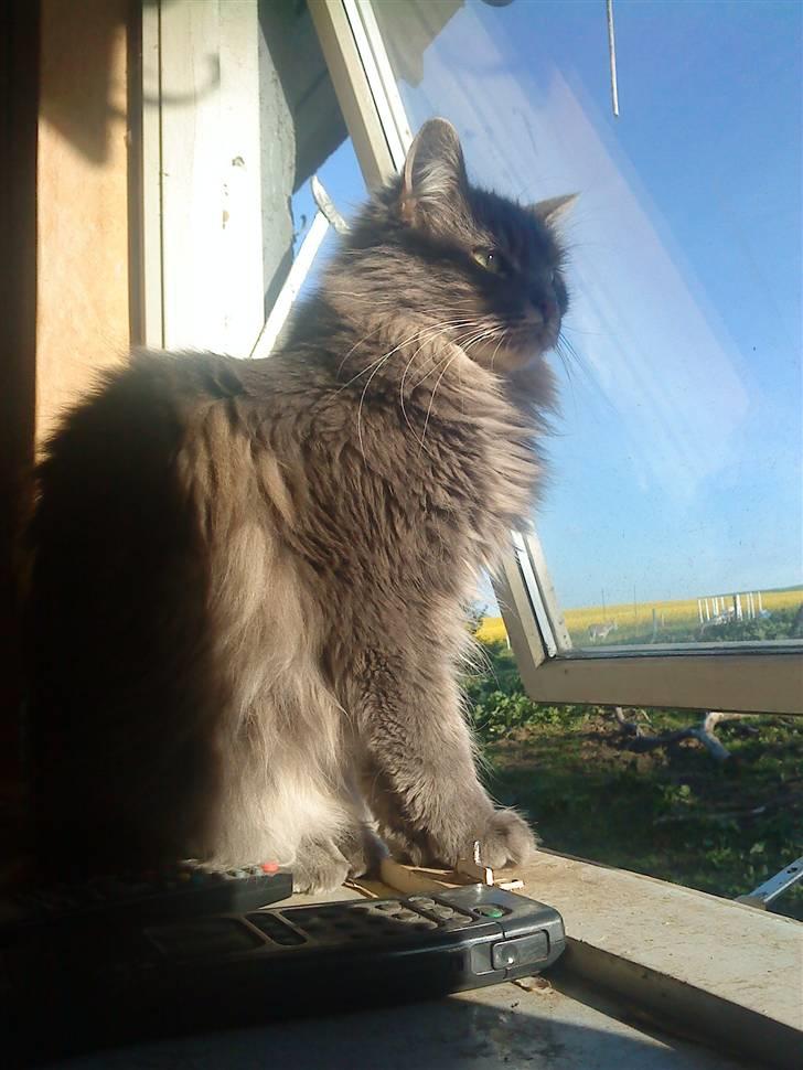 Maine Coon aya/solgt - nyder morgensolen billede 2