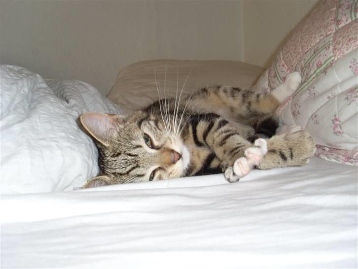 Blanding af racer Alli billede 1