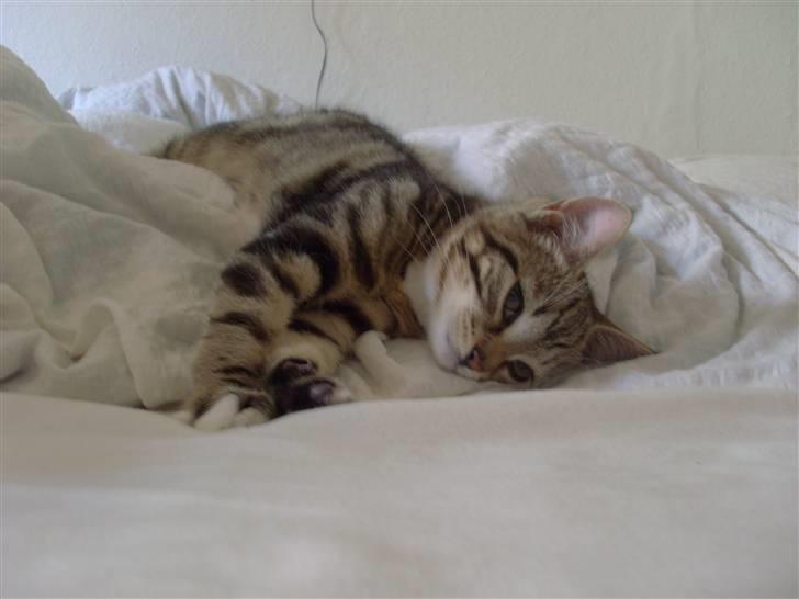 Blanding af racer Alli billede 3