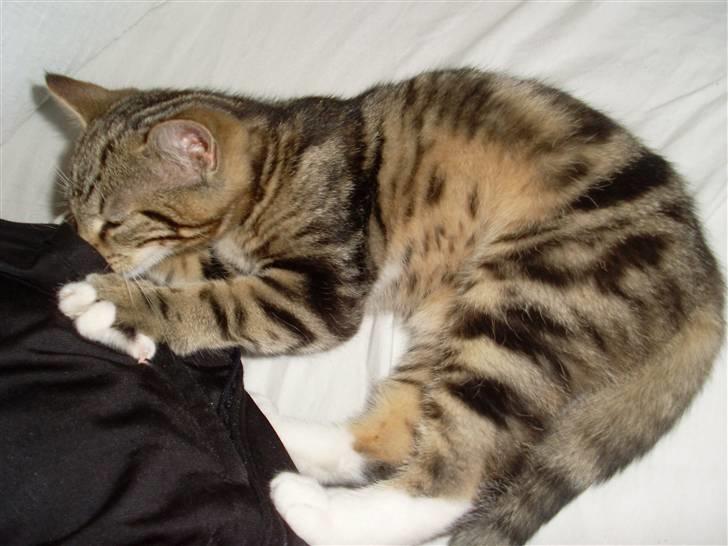 Blanding af racer Alli billede 5