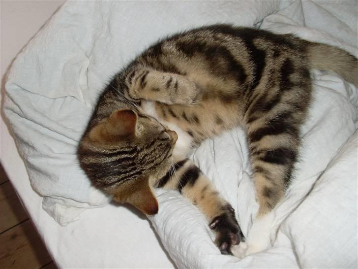 Blanding af racer Alli billede 6