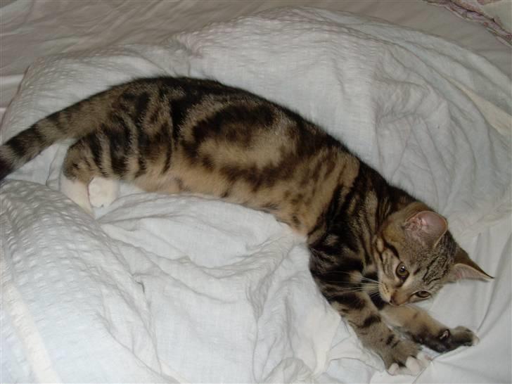 Blanding af racer Alli billede 7