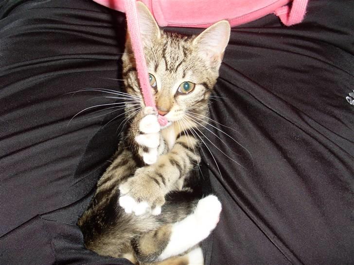 Blanding af racer Alli billede 8