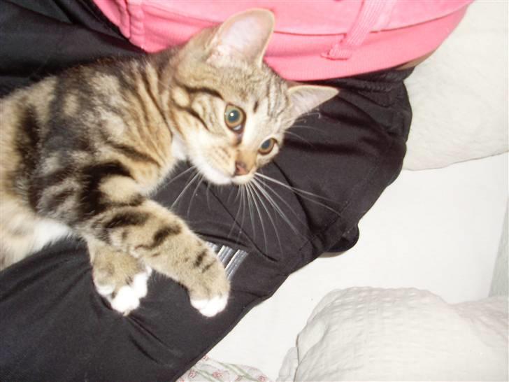 Blanding af racer Alli billede 9