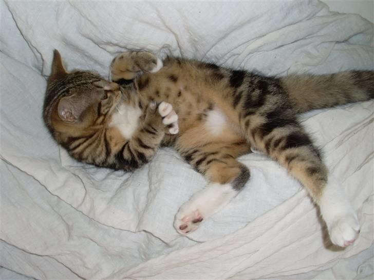 Blanding af racer Alli billede 10