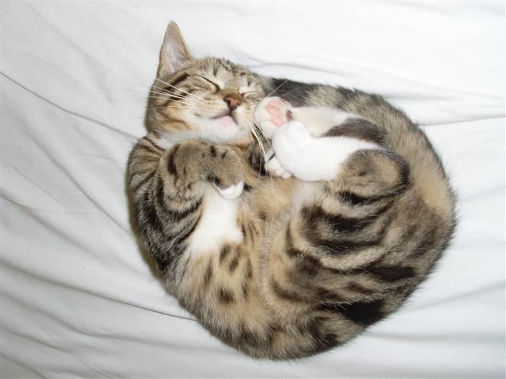 Blanding af racer Alli billede 11