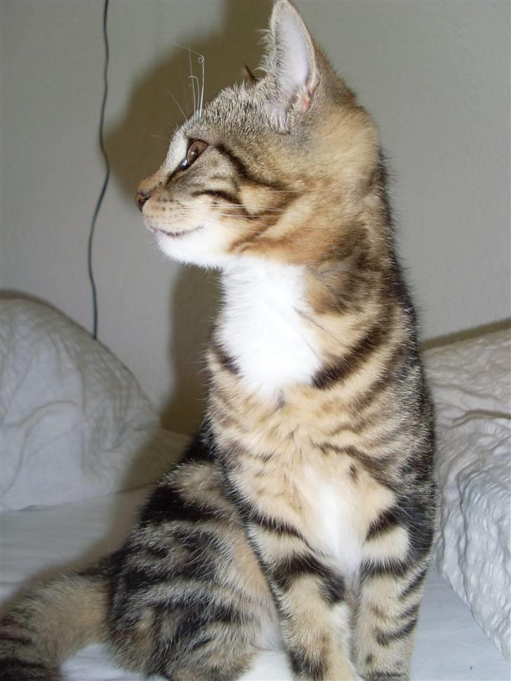 Blanding af racer Alli billede 12