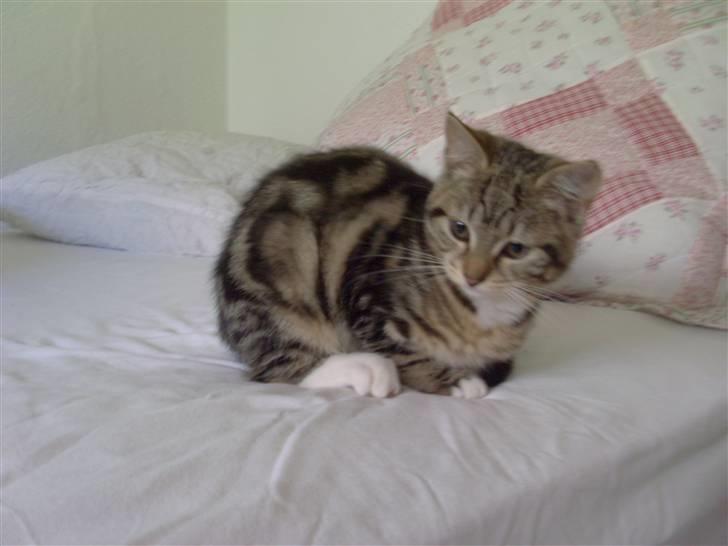 Blanding af racer Alli billede 13