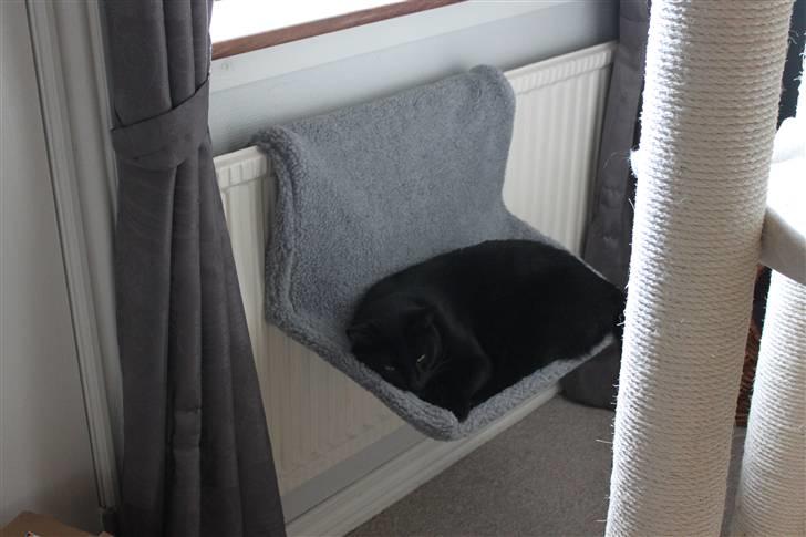 Huskat Lucky billede 5