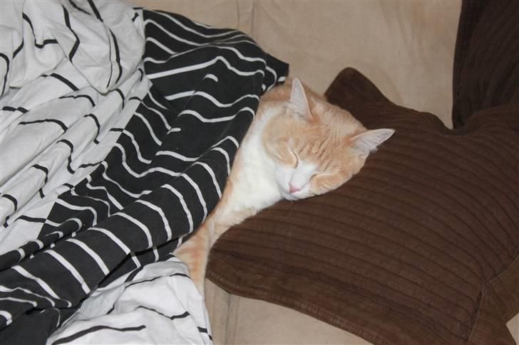 Blanding af racer Whisky billede 3