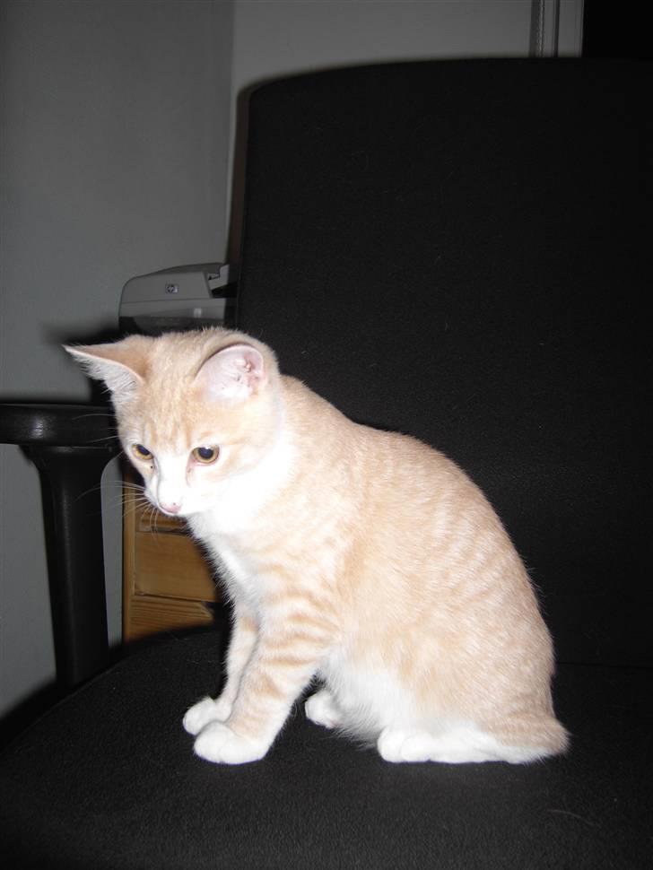 Blanding af racer Whisky - Dengang da jeg var lille billede 4