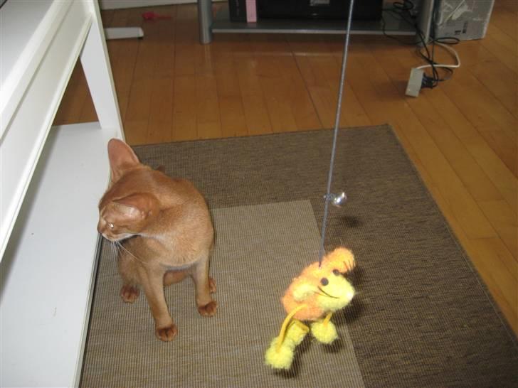 Abyssinier Viper billede 2