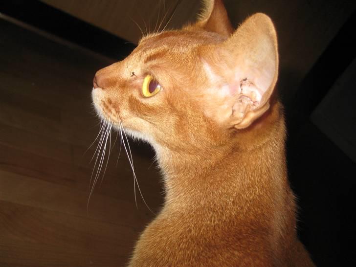 Abyssinier Viper billede 3