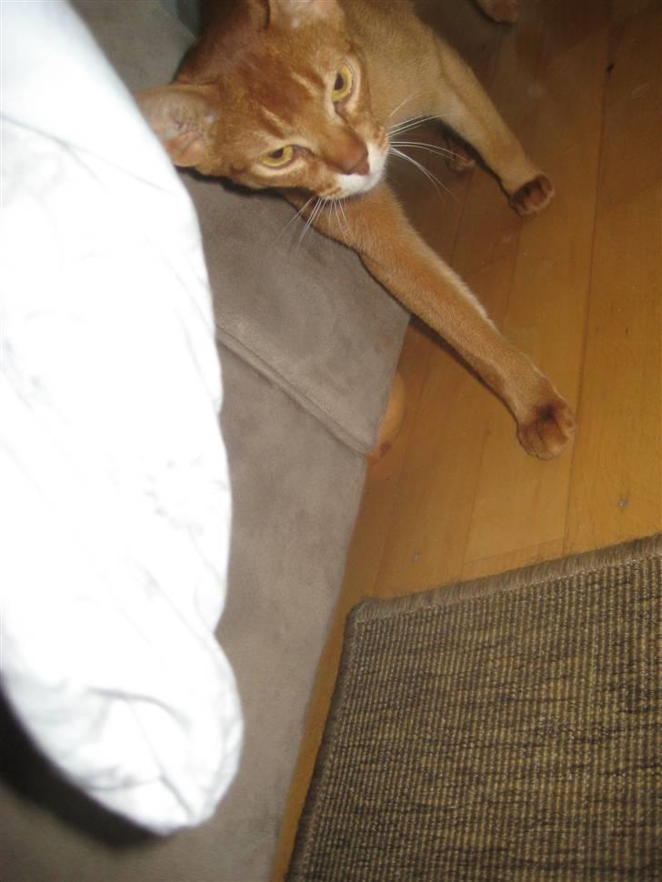 Abyssinier Viper billede 4