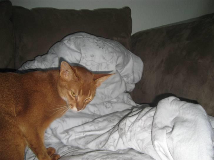 Abyssinier Viper billede 5