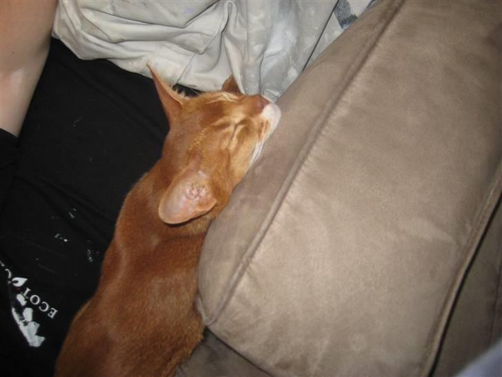 Abyssinier Viper - Her tar vi lige en lille lur med far billede 6