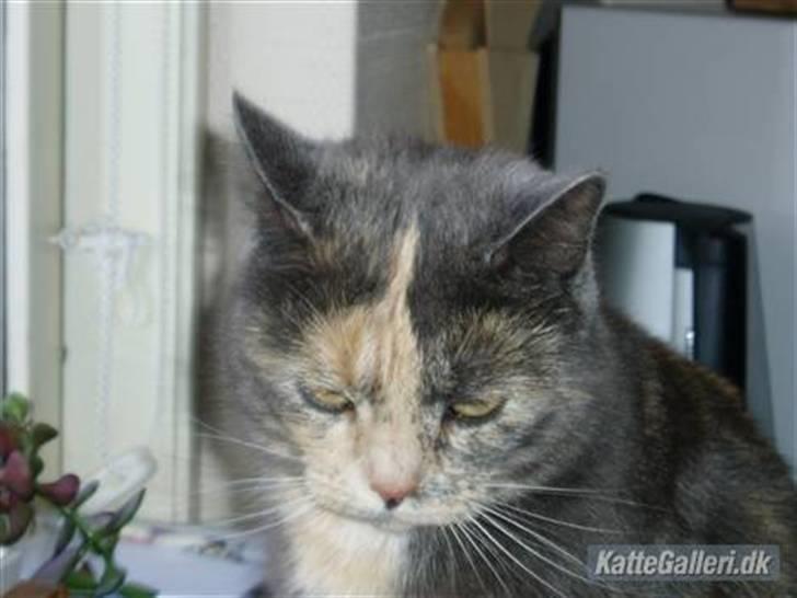 Huskat Missen - R.I.P - savnet.. - Velkommen til Missens profil <33 R.I.P billede 1