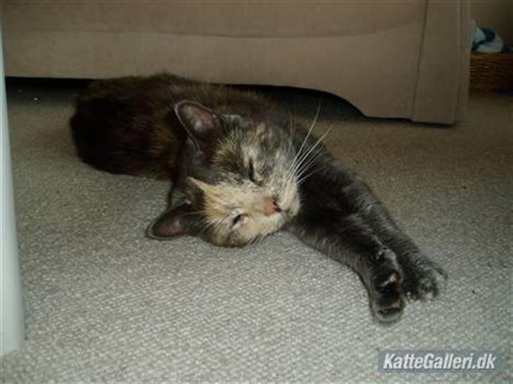 Huskat Missen - R.I.P - savnet.. - Strækker du lige lidt ud missen <33 billede 2