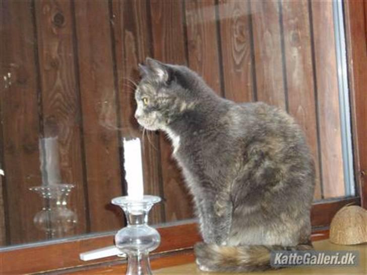 Huskat Missen - R.I.P - savnet.. - Savnder dig missen :( billede 3