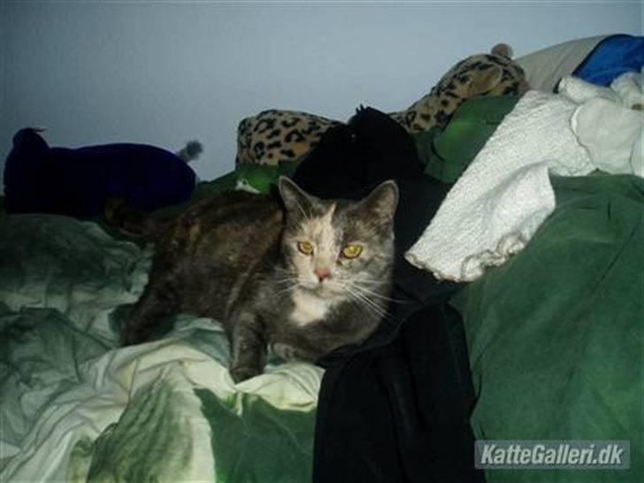 Huskat Missen - R.I.P - savnet.. - godnat missen <333 billede 4