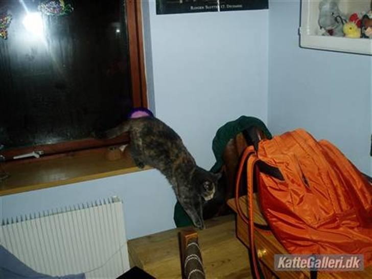 Huskat Missen - R.I.P - savnet.. - spring  missen <33 billede 5