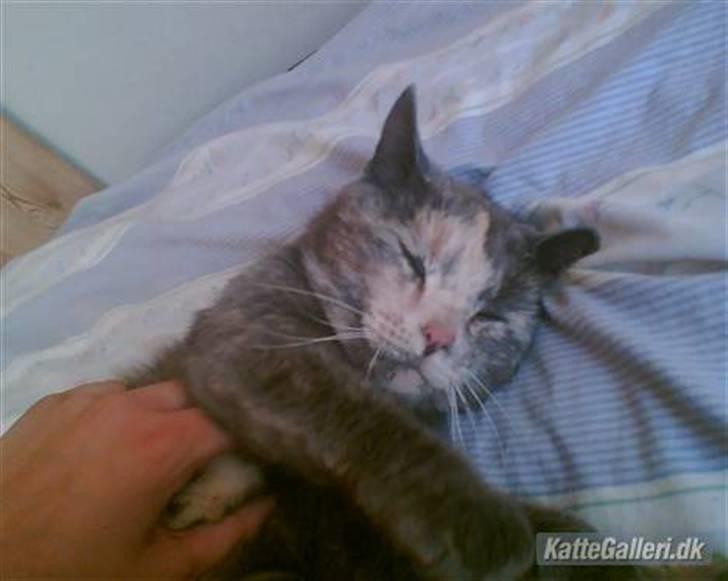 Huskat Missen - R.I.P - savnet.. - Nuurh er du træt smukke billede 6