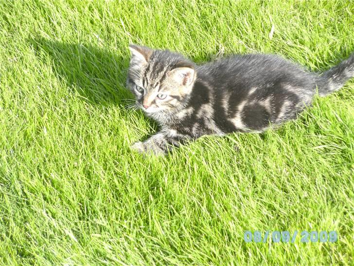 Huskat Ib - 2-3 uger gamle :D  billede 8