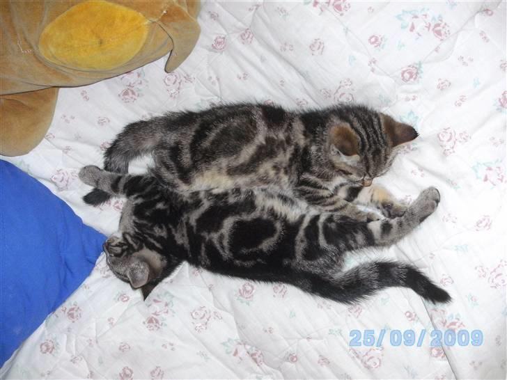 Huskat Ib - Mig og brormad! billede 9