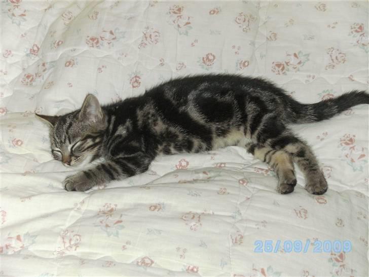 Huskat Ib - årh,det er dejligt at være kat! billede 10