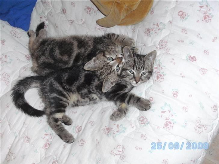 Huskat Ib - min bedste ven! billede 11