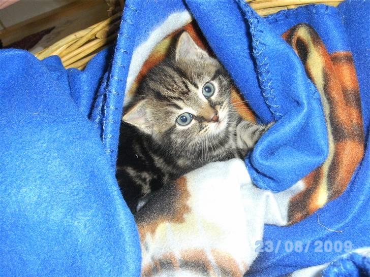 Huskat Ib - lige da vi fik ham ! billede 12