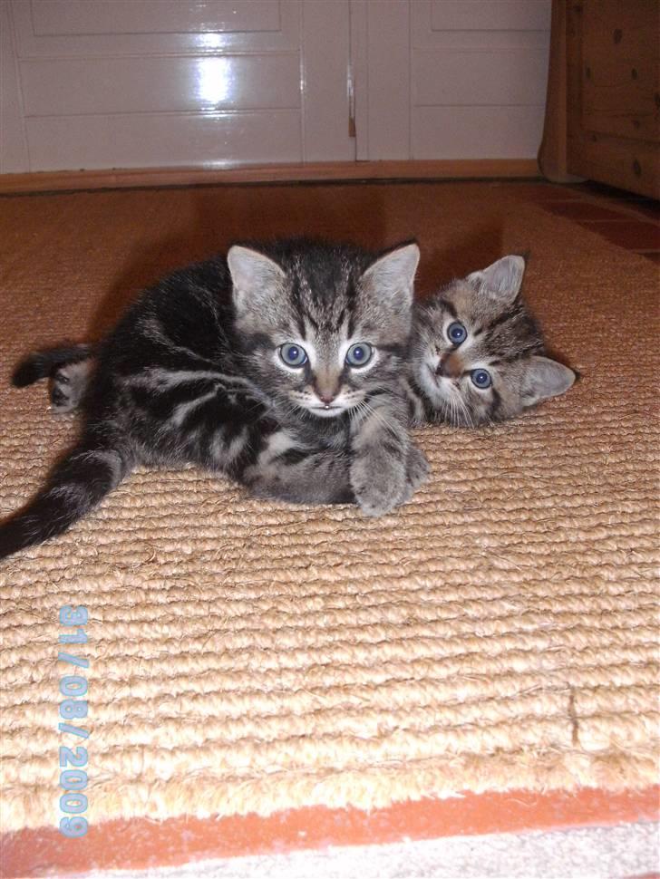 Huskat Ib - Nurh i: Jeg elsker jer! billede 13