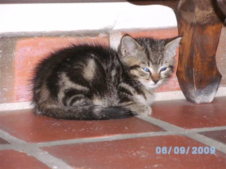 Huskat Ib - Sove .... .! billede 14