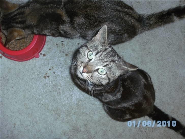 Huskat Ib - jeg venter bare til bror er færdig billede 15