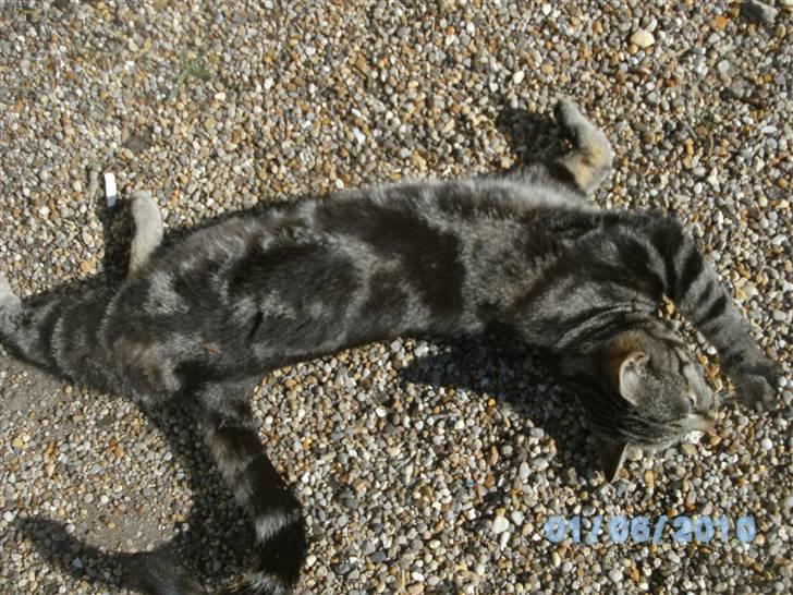 Huskat Ib - Årh det dejligt billede 16